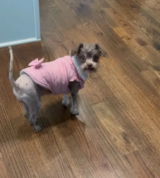 Brownie