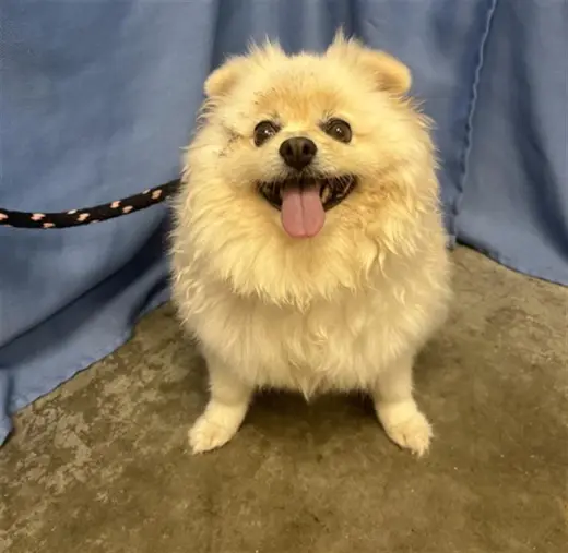 MERLIN