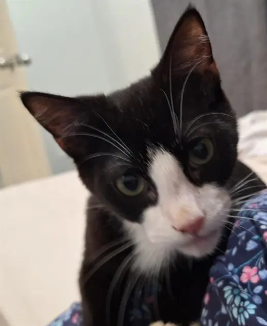FRANK