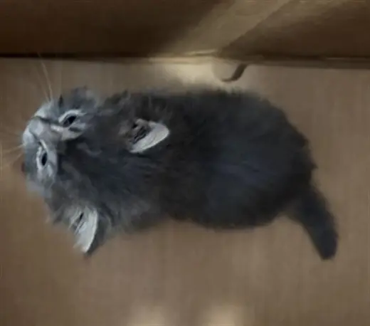 KITTY
