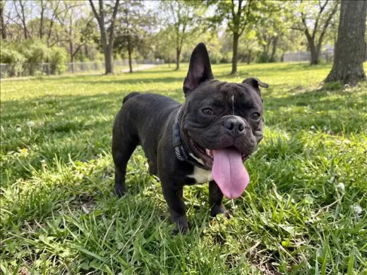 SATCHMO