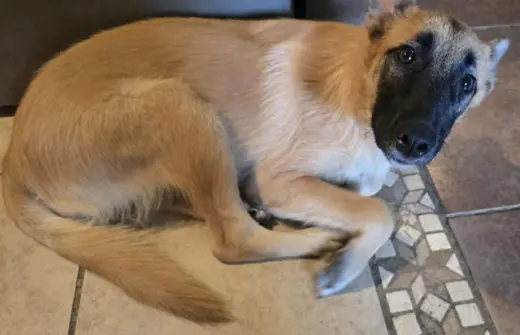 Frida