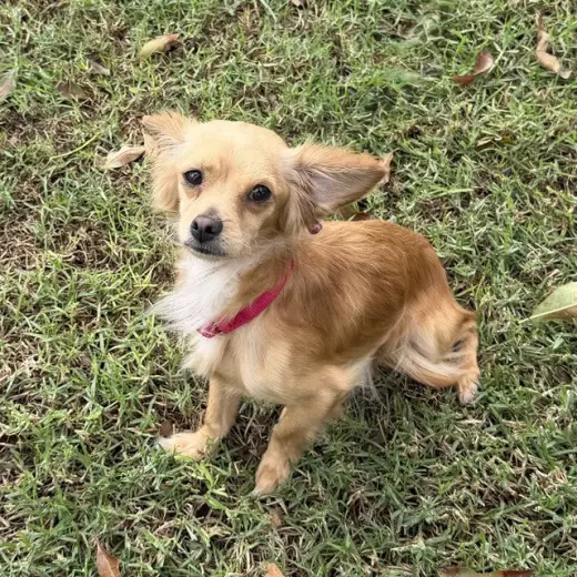 TAZ