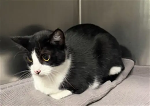 TUXEDO