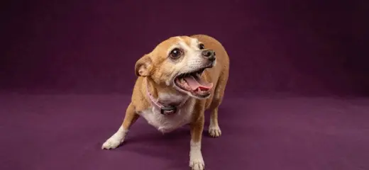FIFI