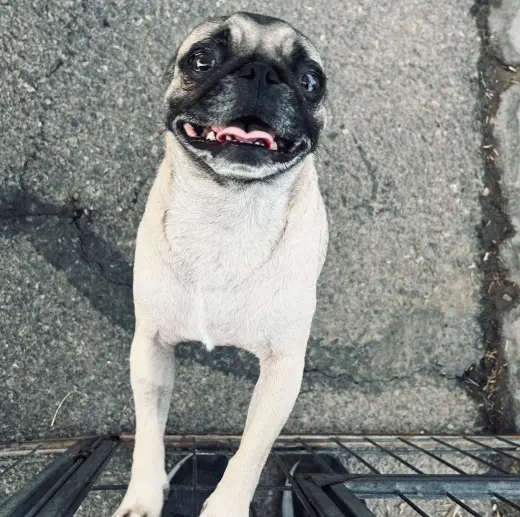 Maximo