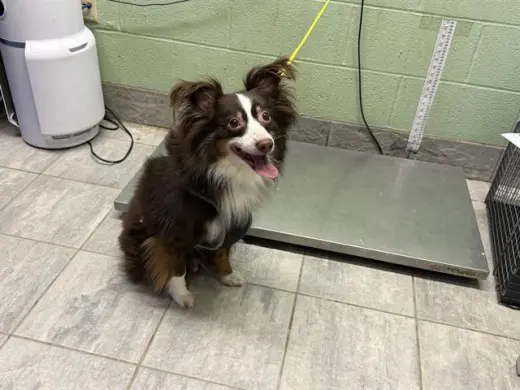 SIMBA