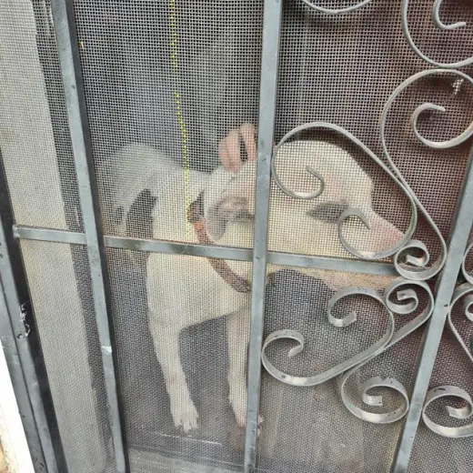 CHUBS