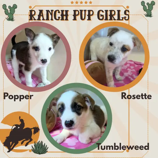 Ranch Pup Girls (Puppy)