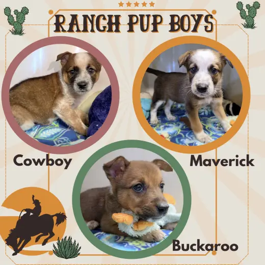 Ranch Pup Boys (Puppy)