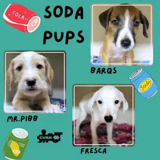 Soda Pups (Puppy)