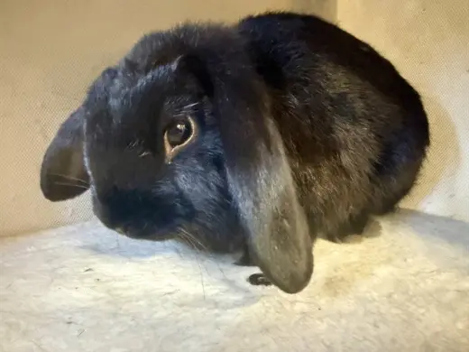 DAVID HASSELHOP