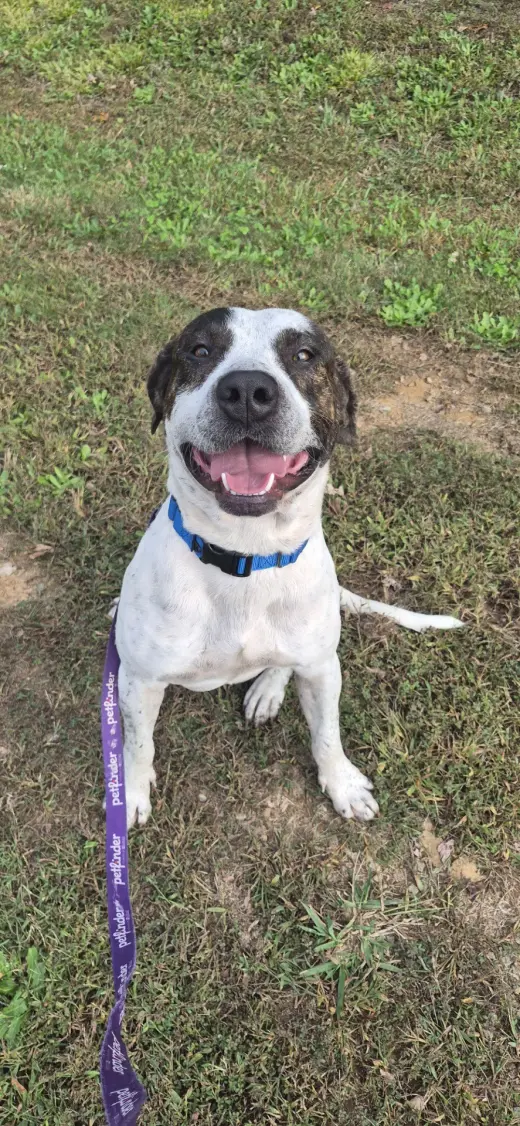Jett in Powhatan VA