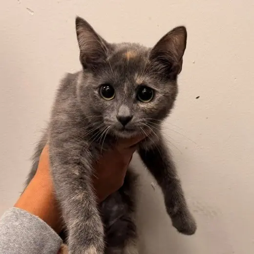 Biscuit