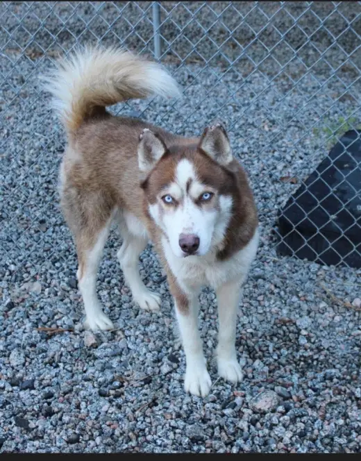 Taz
