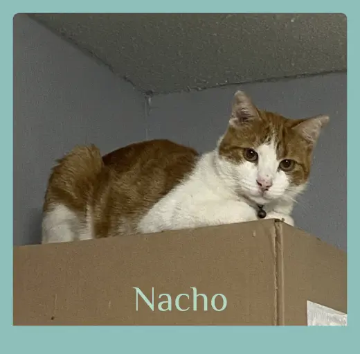 NACHO