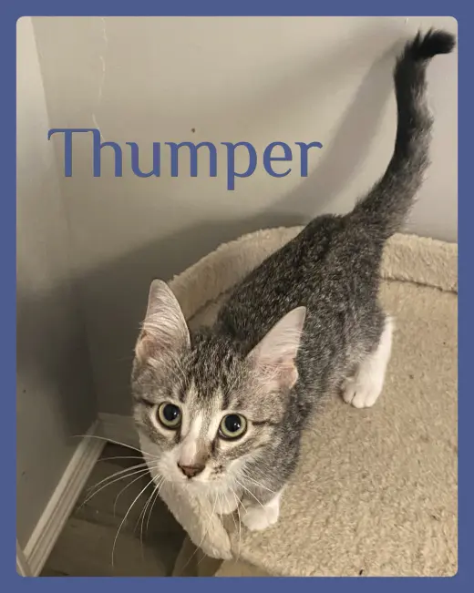 THUMPER