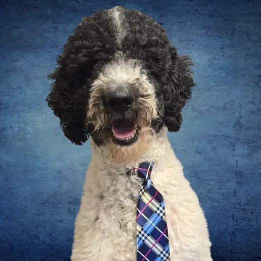 Dave from Accounting