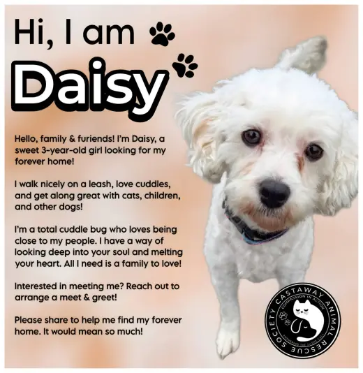 Daisy