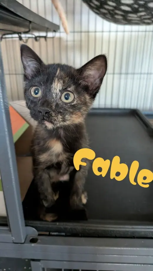 Fable