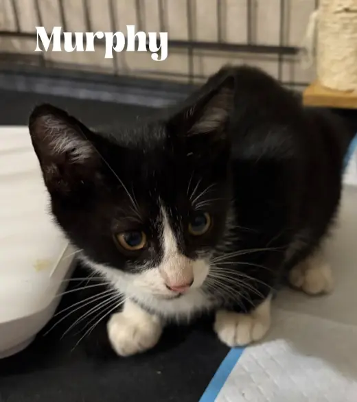 Murphy