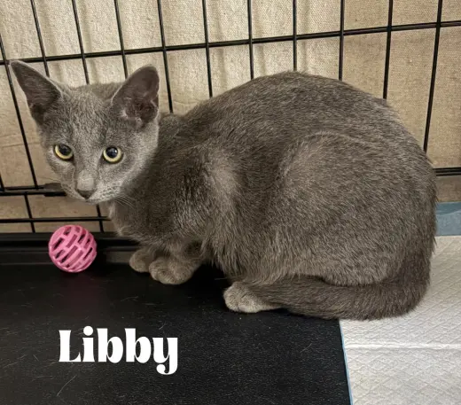 Libby