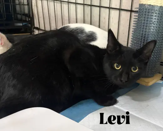 Levi