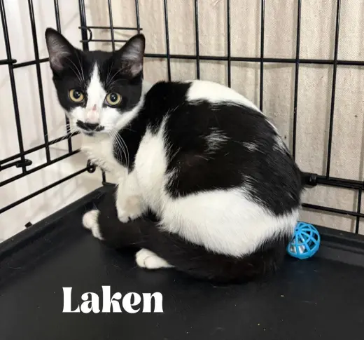 Laken