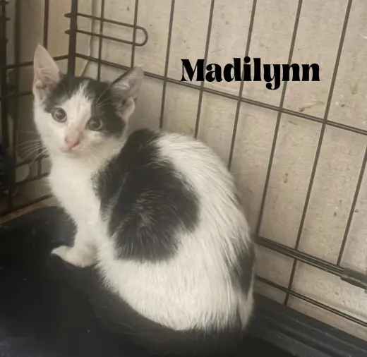 Madilynn