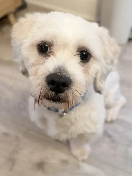 Chico