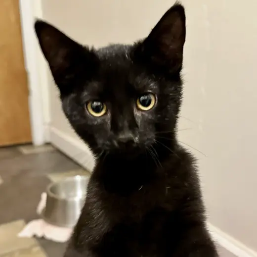 Pippin