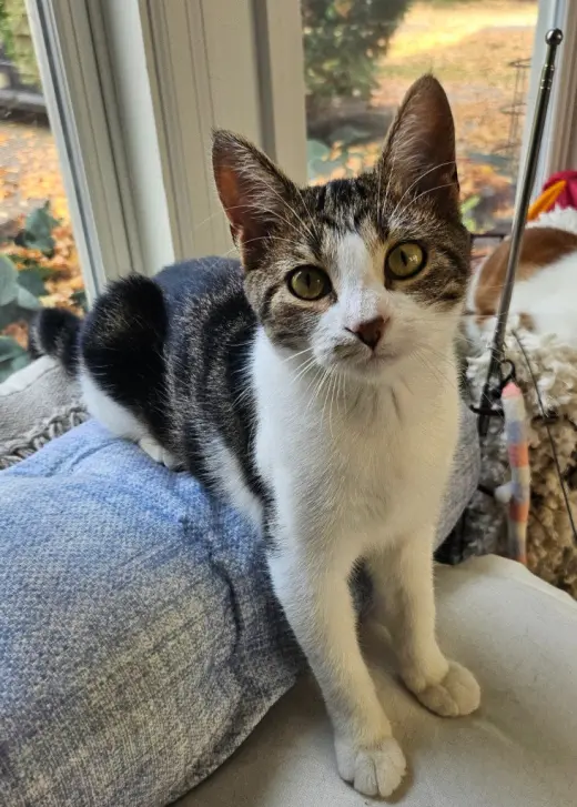 Miss Dahlia