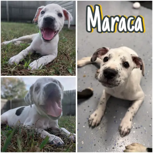 Maraca - In Foster - Call for Appt