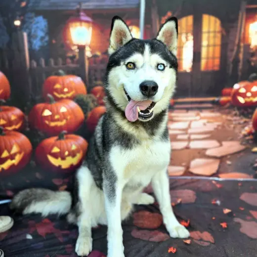 KODA