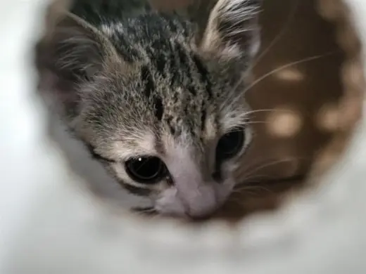 BISCUIT