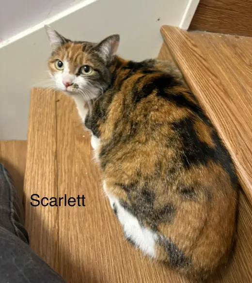 Scarlett