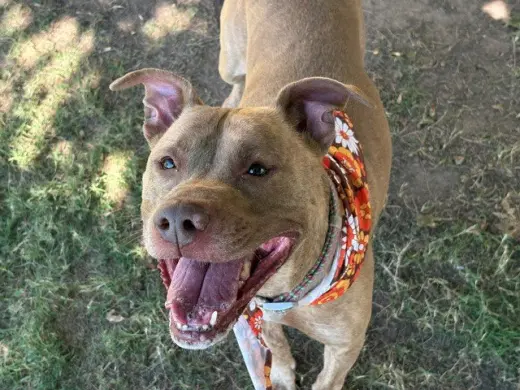 SHARPEEEY