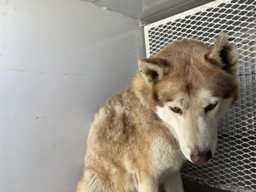 WOLF MAN