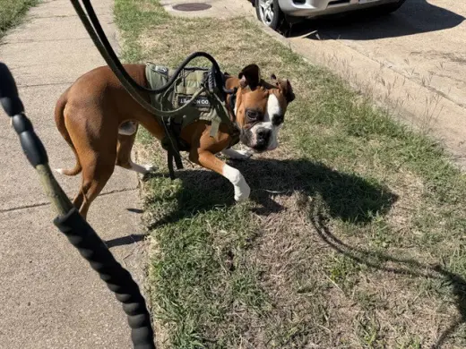 ROCKO