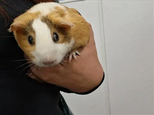MOCHI