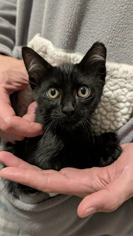 binx c.