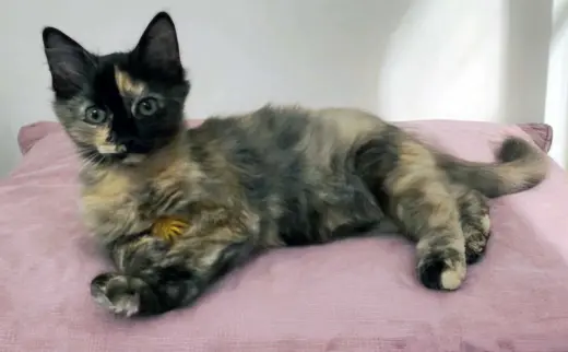 KITTEN AMELIA