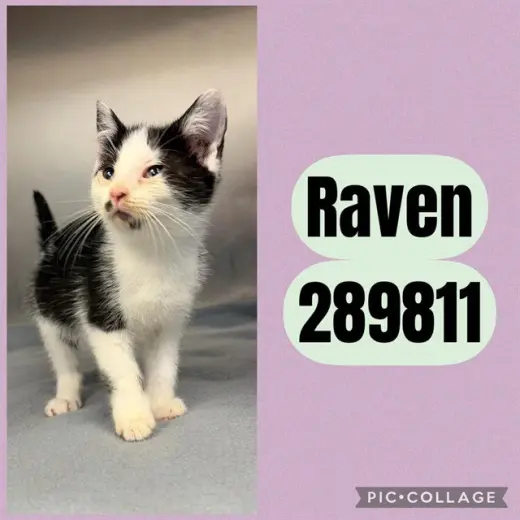 RAVEN