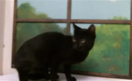 STELLA