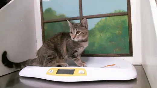 GINA