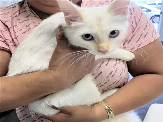 BLANCA