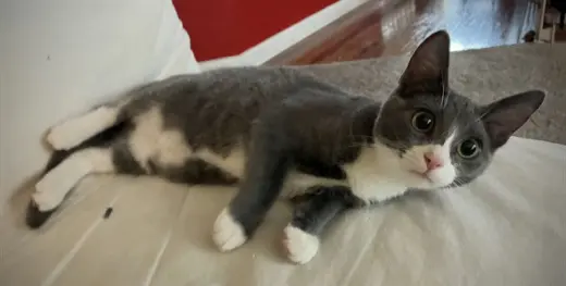 SMOKIE