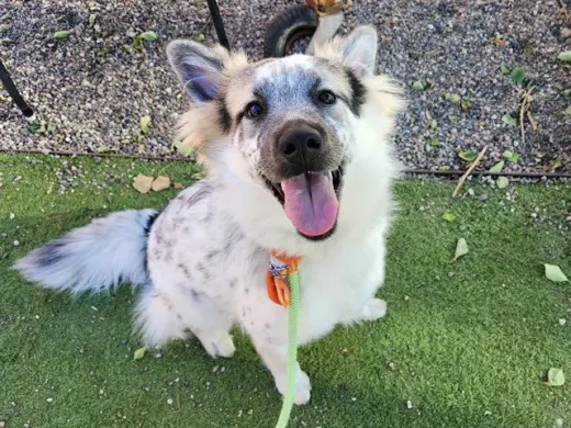 MERLIN