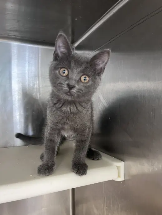 Jennie