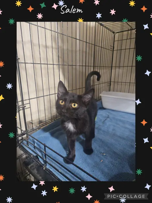 Salem